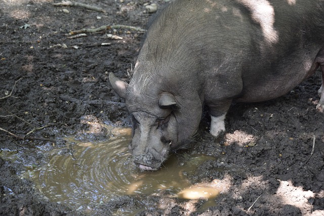 22／23賽季歐冠8強那不勒斯vsAC米蘭前瞻 那不勒斯需凈勝2球才能晉級.